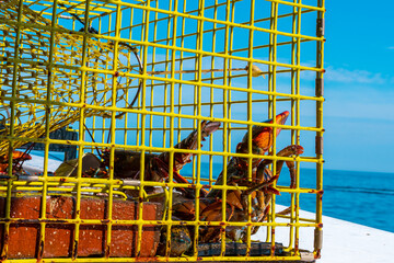 Live fresh lobster in a trap cage freshly raised from the ocean on a ship