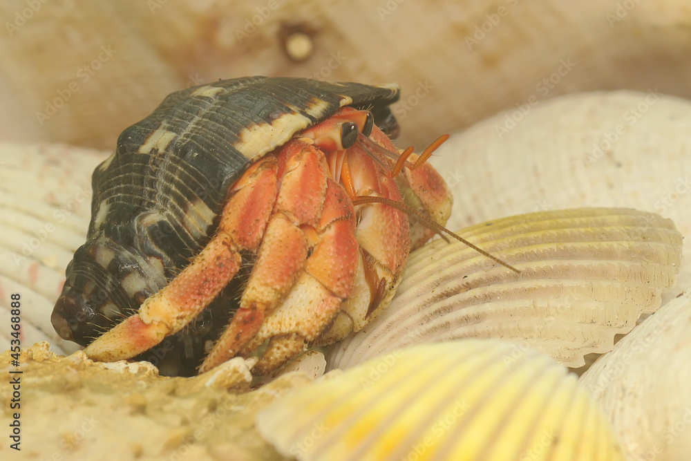 Wall mural a hermit crab (paguroidea sp) is walking slowly on the shell of a large dead hermit crab.