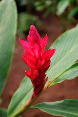 Alpinia purpurata or Red ginger or Ostrich plume or Pink cone ginger flower