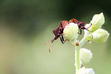 Beetles on a flower bud, on a blurred green background