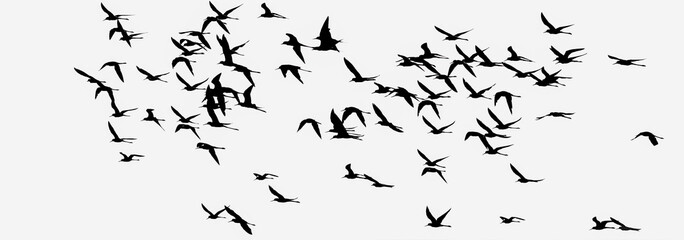 Silhouettes of a flock of black-winged stilt birds in flight. Black and white panoramic photo. The background is removed.