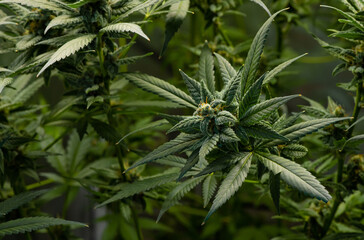 fresh green cannabis plant Grown indoors for thc and Cbd extraction. It can be used for medicinal purposes and cooking.