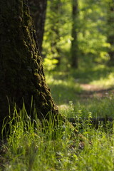 magic tree in the forest with grass in the foreground 