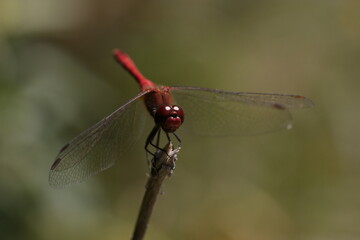 dragonfly on a branch 