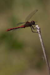 dragonfly on a branch 