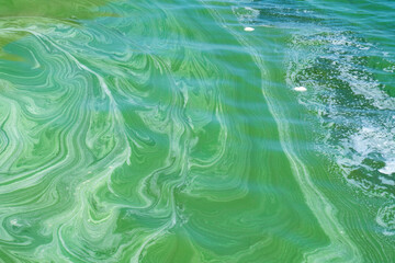 Water pollution by blooming blue-green algae (Cyanobacteria) on Dnieper river