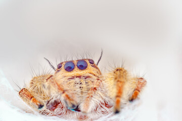 jumping spider in its nest web