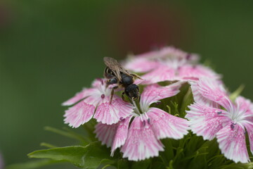 bee on flower