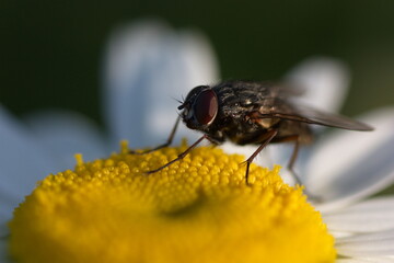 fly on a flower