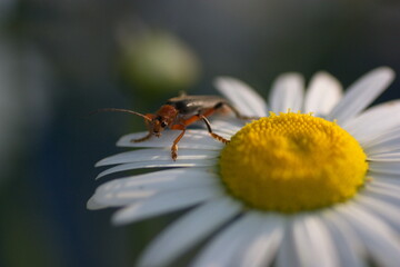 bug on a flower