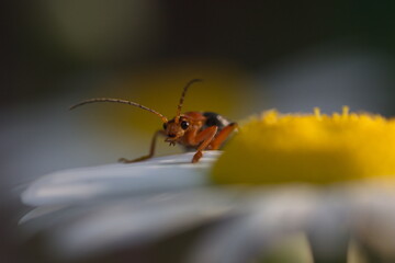 bug on a flower