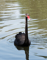 Fototapeta premium Cygnus atratus or Black swan swimming gracefully on the calm waters of a pond