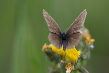 butterfly on a flower 