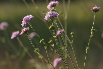 field of flowers