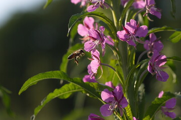 bee on flower