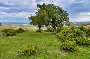 trees in the field