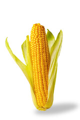 Fresh corn on the cob. Ear of corn isolated on white background.