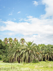 jejudo sky palm korea