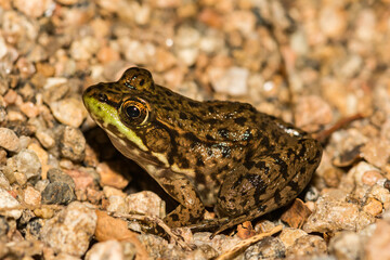 Green Frog (Lithobates clamitans)
