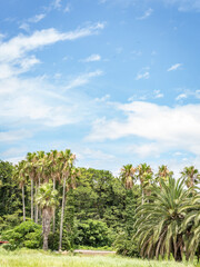Fototapeta na wymiar jejudo sky palm korea