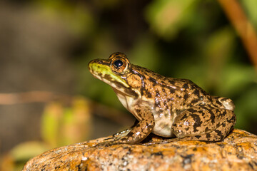 Green Frog (Lithobates clamitans)