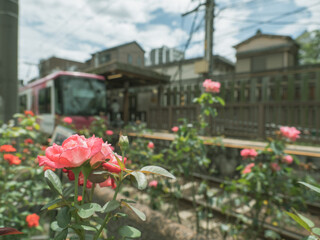 都電荒川線　バラの花が咲く三ノ輪橋駅の風景