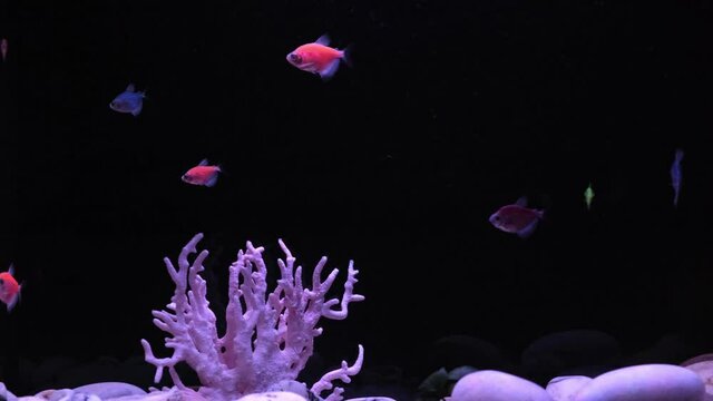 Multicolored neon small fish in aquarium on a black background. Fish called Ternetia caramel or Black tetra, fluorescent glo-fish. Beautiful dark screensaver