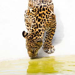 A young jaguar is in the zoo.