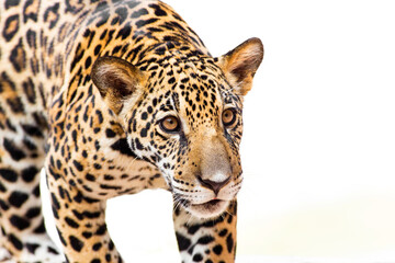 A young jaguar is in the zoo.