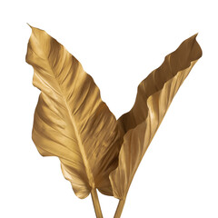 Tropical leaves in gold color on white space background.Abstract monstera leaf decoration design.clipping path