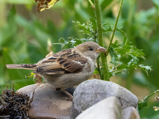 Fototapeta premium Haussperling