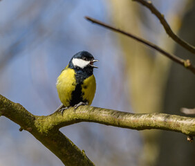 great tit (Parus major) bird on branch singing