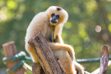 A crowned gibbon sitting on a stump in a zoo.