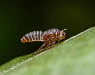 Fototapeta na wymiar empty shell of hatched leafhopper (Oncopsis alni) on leaf in detail