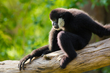 Obraz premium A crowned gibbon sitting on a stump in a zoo.