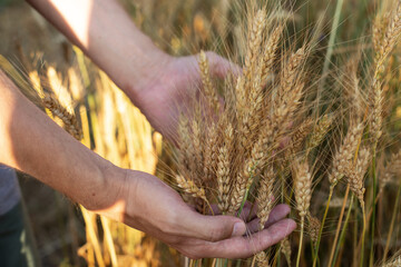 Fototapeta na wymiar Hand of a farmer touching ripening wheat ears. Male hand touching a golden wheat ear in the wheat field. Hand touches the cereal spikelets. Concept of protection, care for grain. Harvest concept 