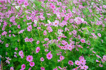 Fototapeta premium background field aster of cosmos flower bloom gardens bloom