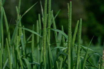 Shallow focus closeup shot of  green Phleum pratenses outdoors