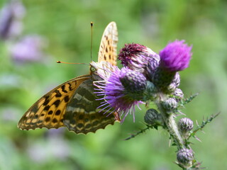 butterfly silver-washed fritillary Argynnis paphia