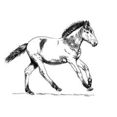 Graphic drawing of a foal on a white background.