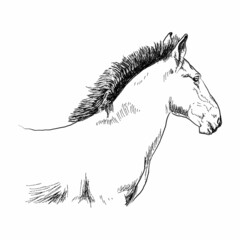 Graphic drawing of a foal on a white background.