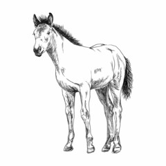 Obraz na płótnie Canvas Graphic drawing of a foal on a white background.
