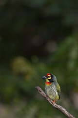 Coppersmith Barbet In Limelight from Chennai India