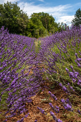 Violet lavender field. Lavender fields, Provence, France.