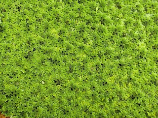 Azolla is a small aquatic plant in the floating fern family. Found growing on the water surface in tropical and warm waters