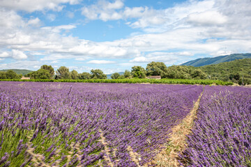 Fototapeta na wymiar Violet lavender field. Lavender fields, Provence, France.