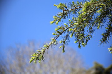 Larch branch with new spring shoots against the blue sky