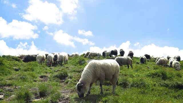 Big herd of fluffy white sheeps eating green grass grazing on grassy meadow. Panoramic view of the mountains against the sky