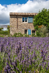 Fototapeta na wymiar A small old house on the lavender field. Lavender fields, Provence, France.