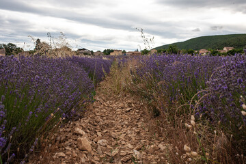 Obraz premium Violet lavender field. Lavender fields, Provence, France.